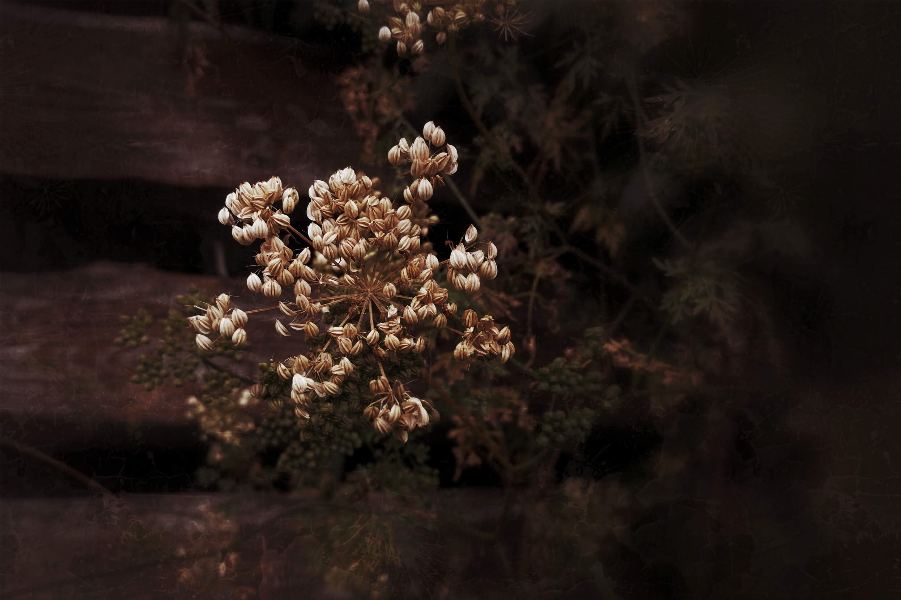 Nature 3